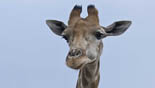 giraffe zuidafrika jan azier